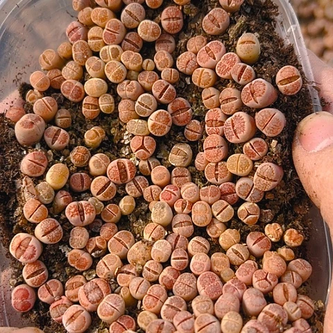 【闪购商品】24869