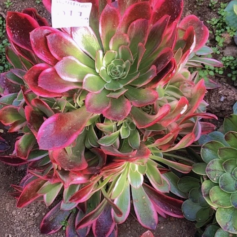 带****行2.18-11蛇毒皇后多肉植物