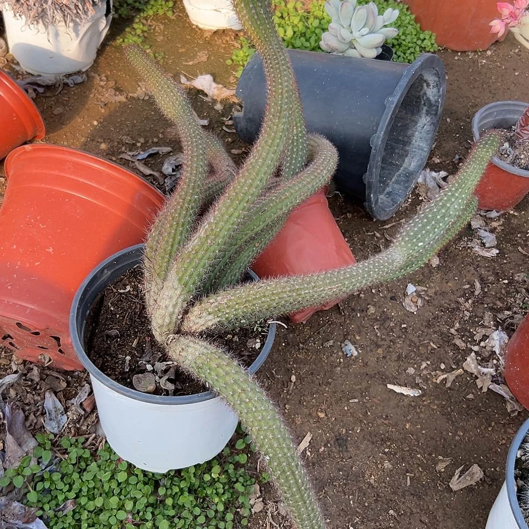 多肉植物金妞开花