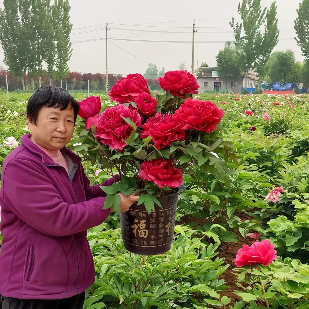 芍药花正宗芍药重瓣花种浓香型四季耐寒室内盆栽花卉庭院阳台全根