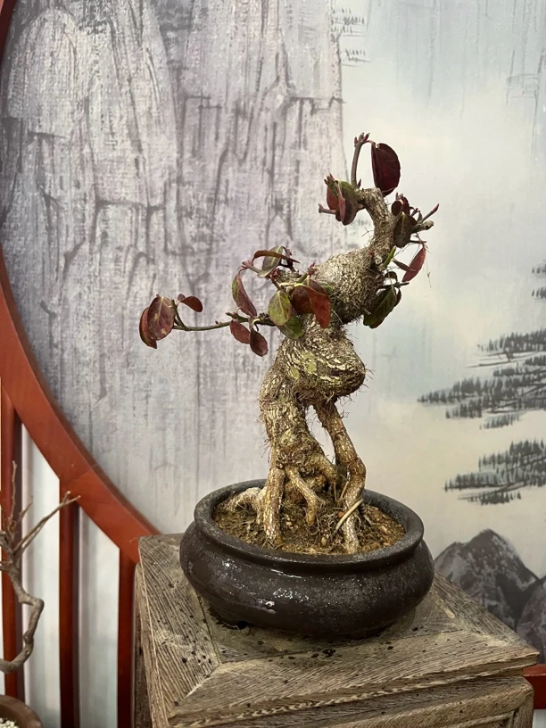 扶芳藤小老桩盆景（多年小老桩，可开花结果，一物一拍）