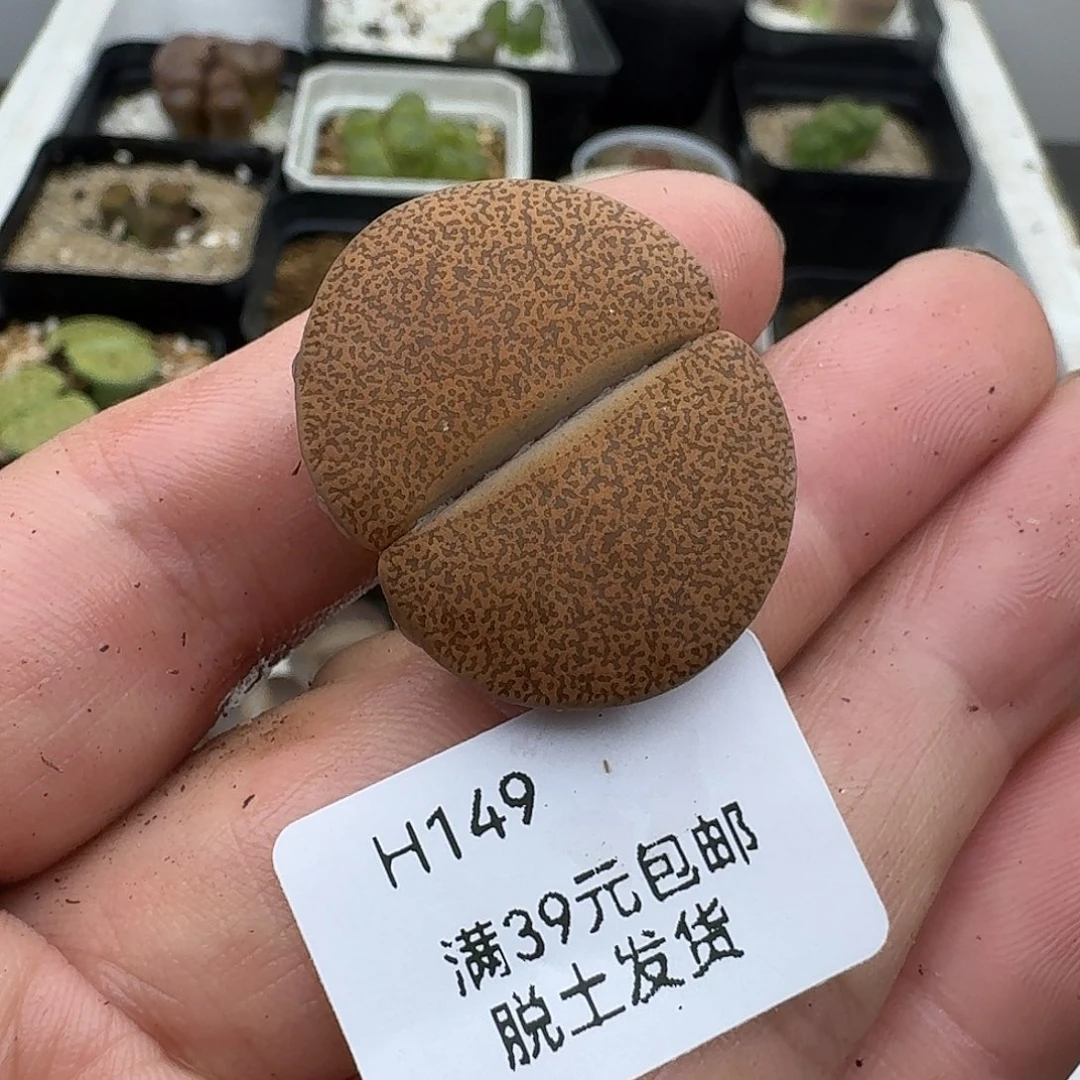 F***W149多肉哈哈哈哈好