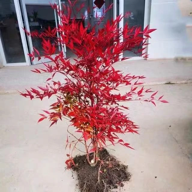 火焰南天竹盆景盆栽室内耐寒绿植红叶观叶植物阳台庭院四季