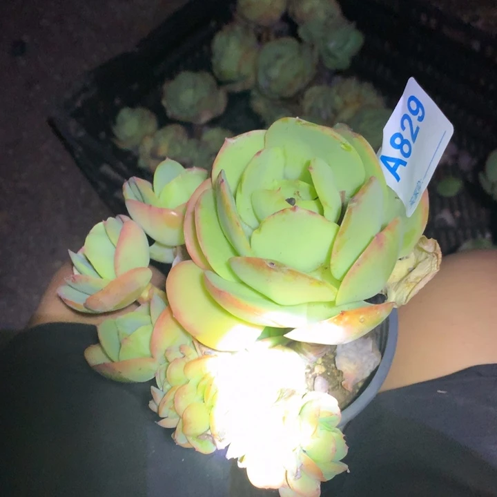 829 满20包邮脱土发说