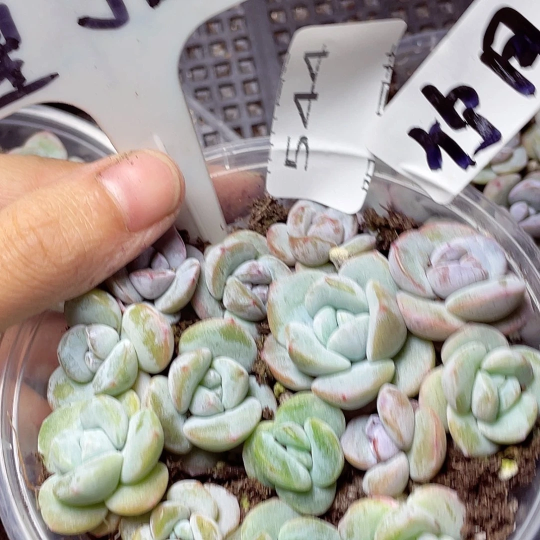 量拍多肉植物多肉植物544