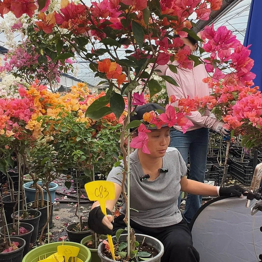 篤***静大部分花苞少量开放C83阿达娜