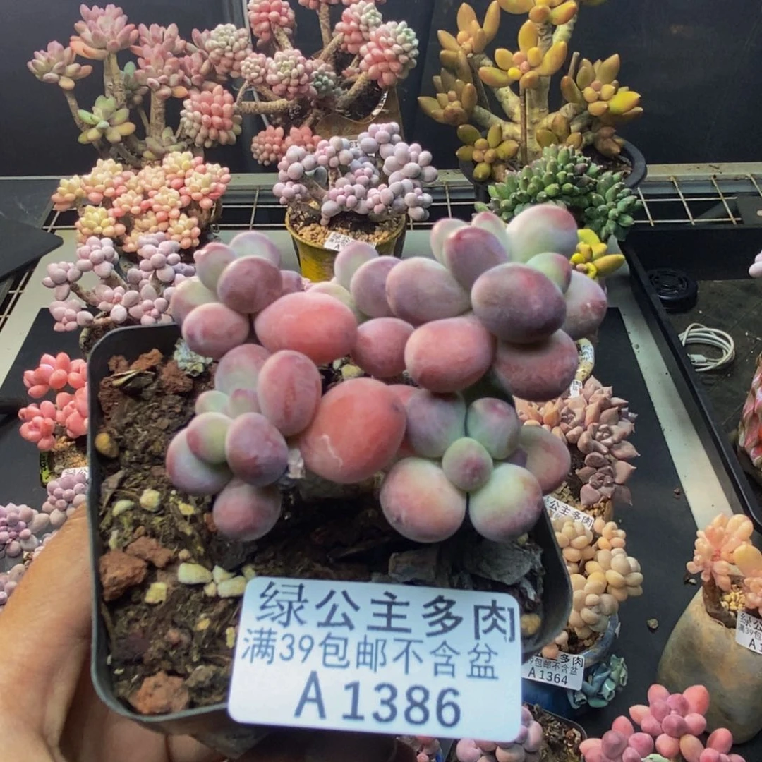 386苹果奶一代多肉6c m