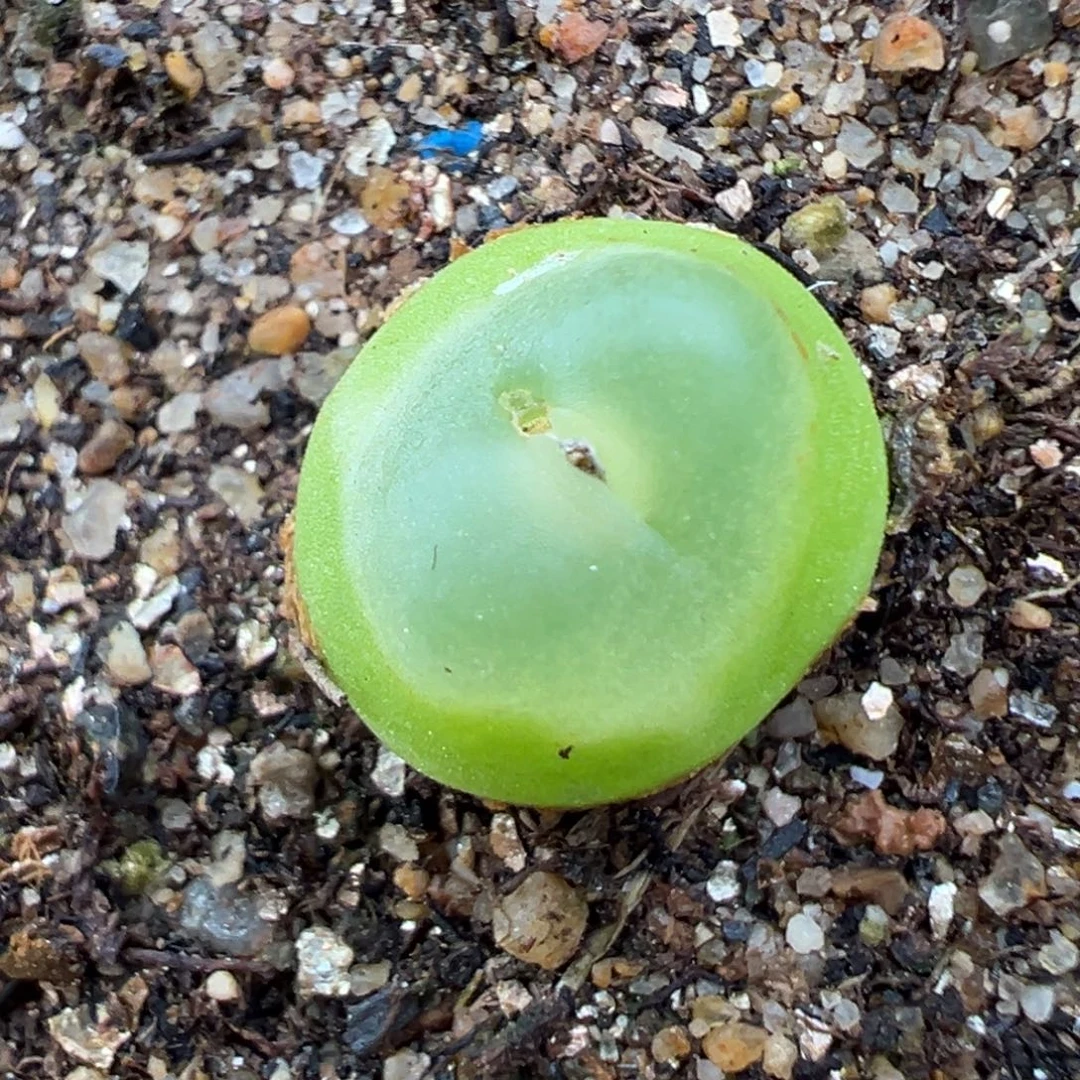 11.18好看的多肉脱土发货690