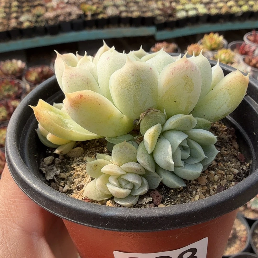 298无砍白月影杂满20包邮