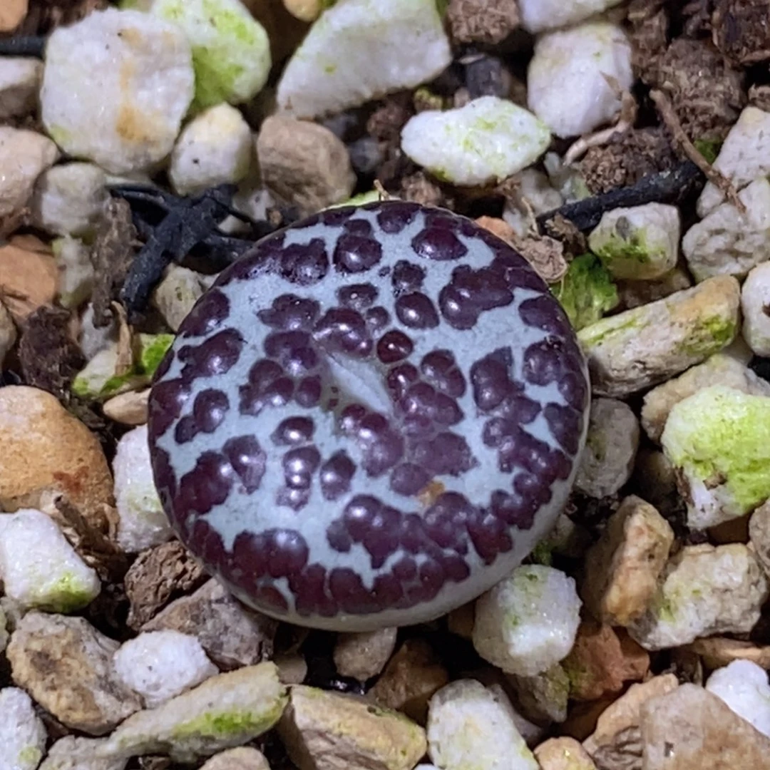 脚****a1267/603/超优秀好看好看