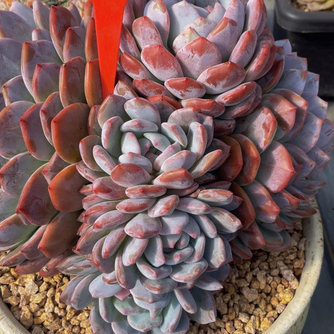 仙***店1323上午多肉群生