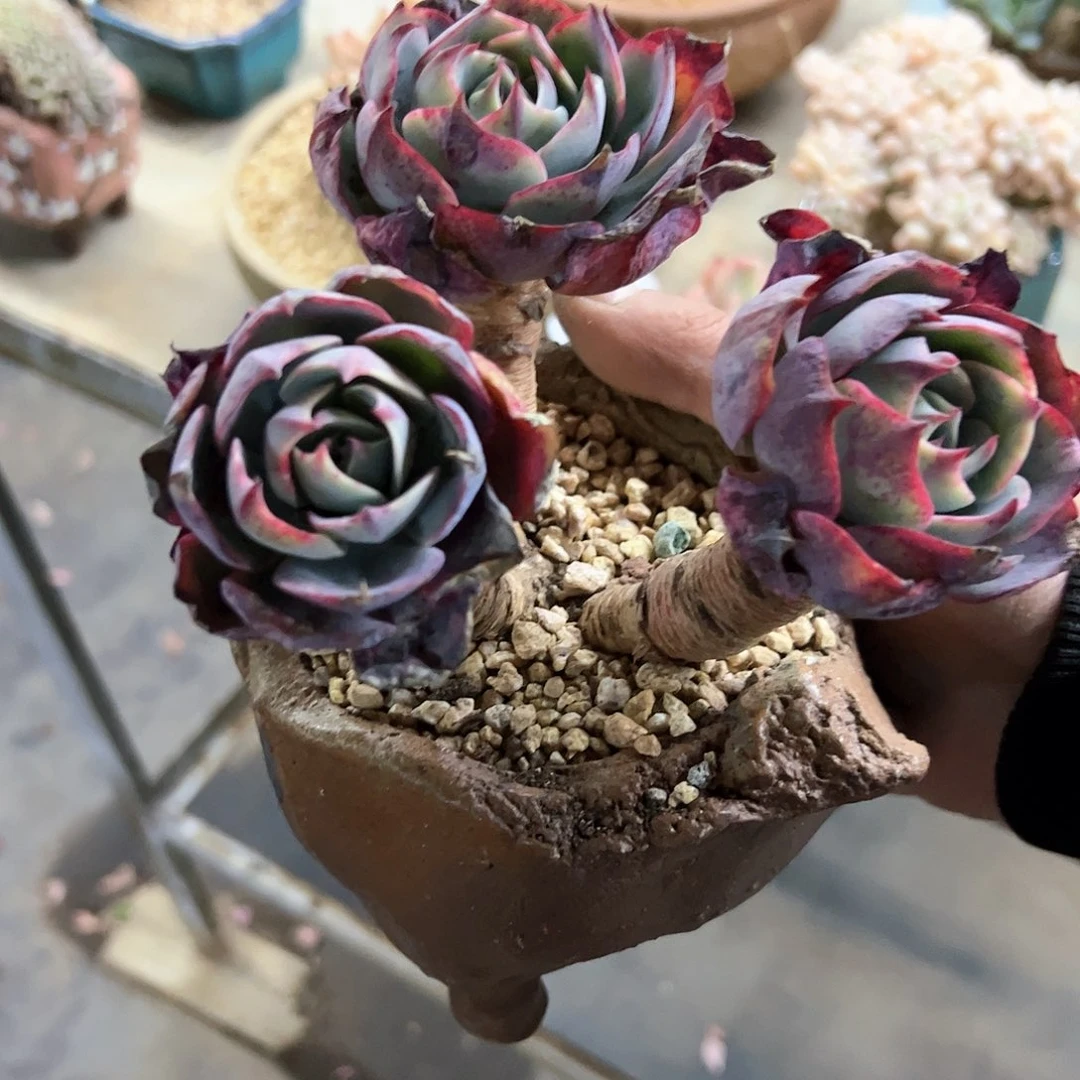 S****n阿美星28 零零多肉植物