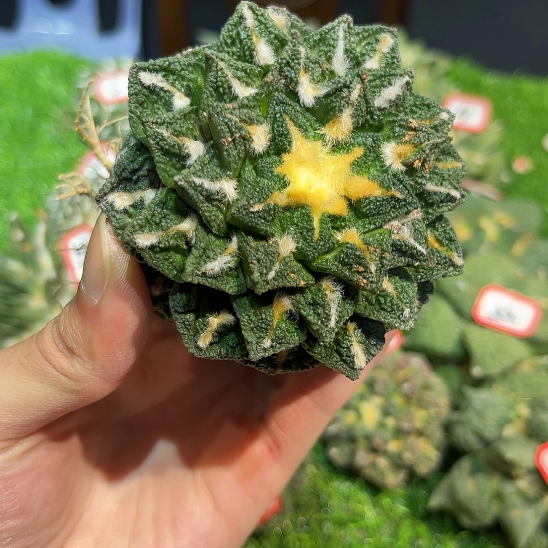 14号自根螺旋辛盾