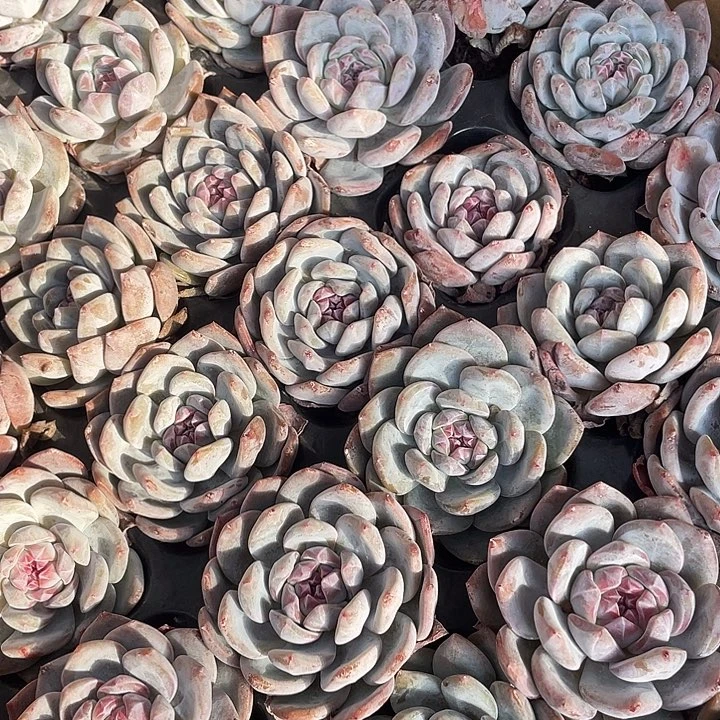 圆叶橙子随机发5颗满18包邮