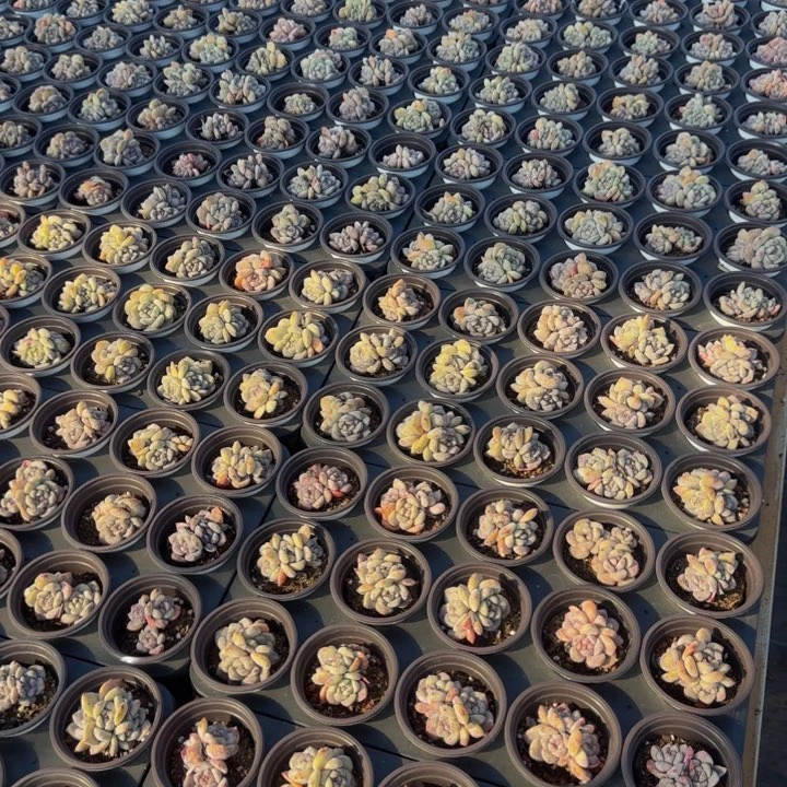 三头圆叶星影老桩1个福利