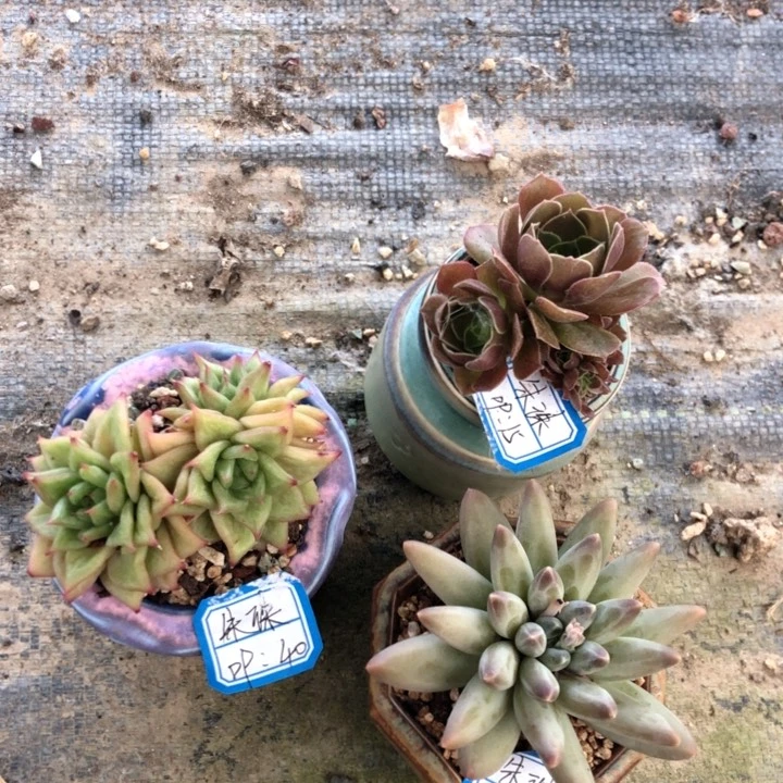 【闪购商品】朱*！3带盆