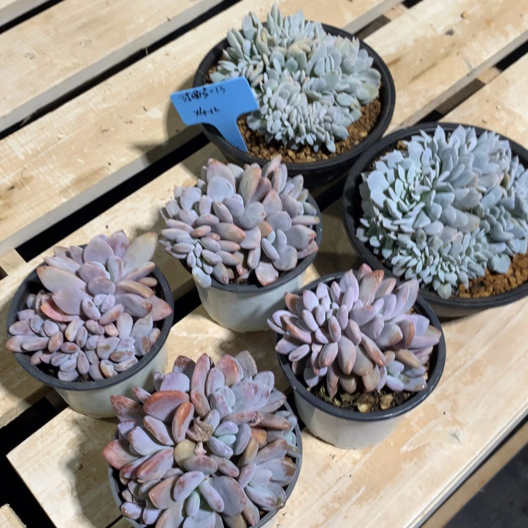 ﺭ***禄350813-13粉兔4，白茶缀2