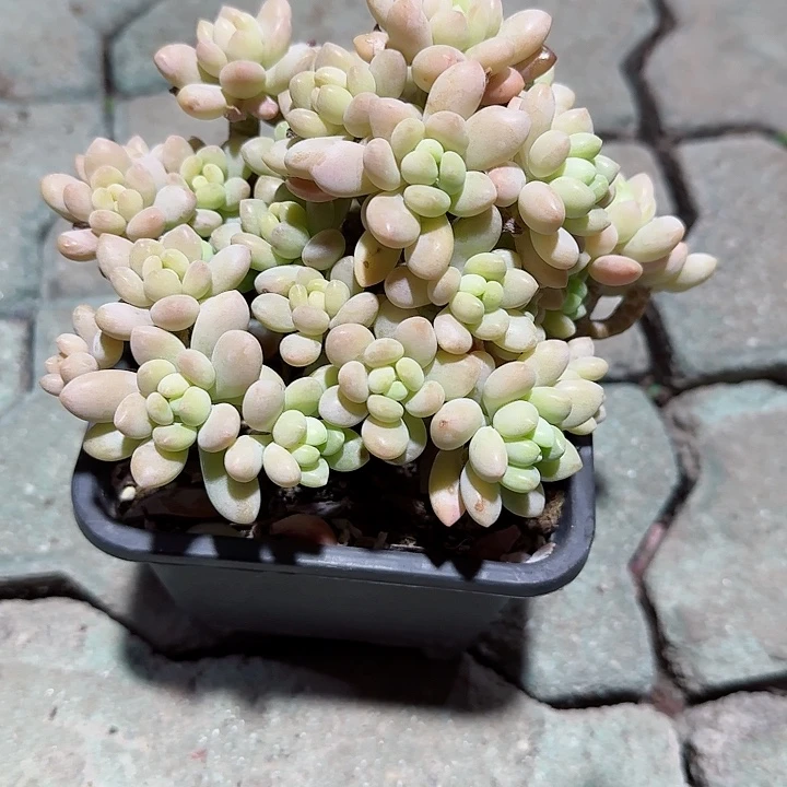 洛可可大号多肉植物