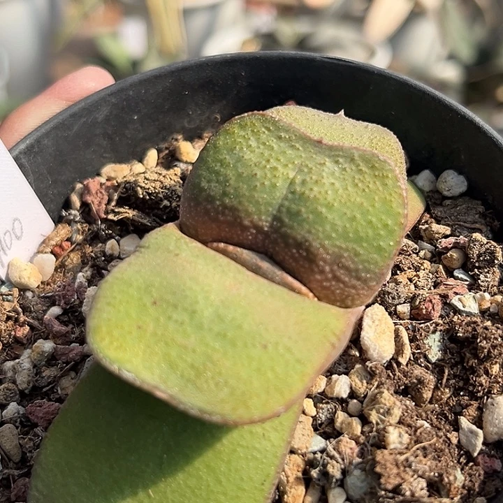 636脱土发货11111111