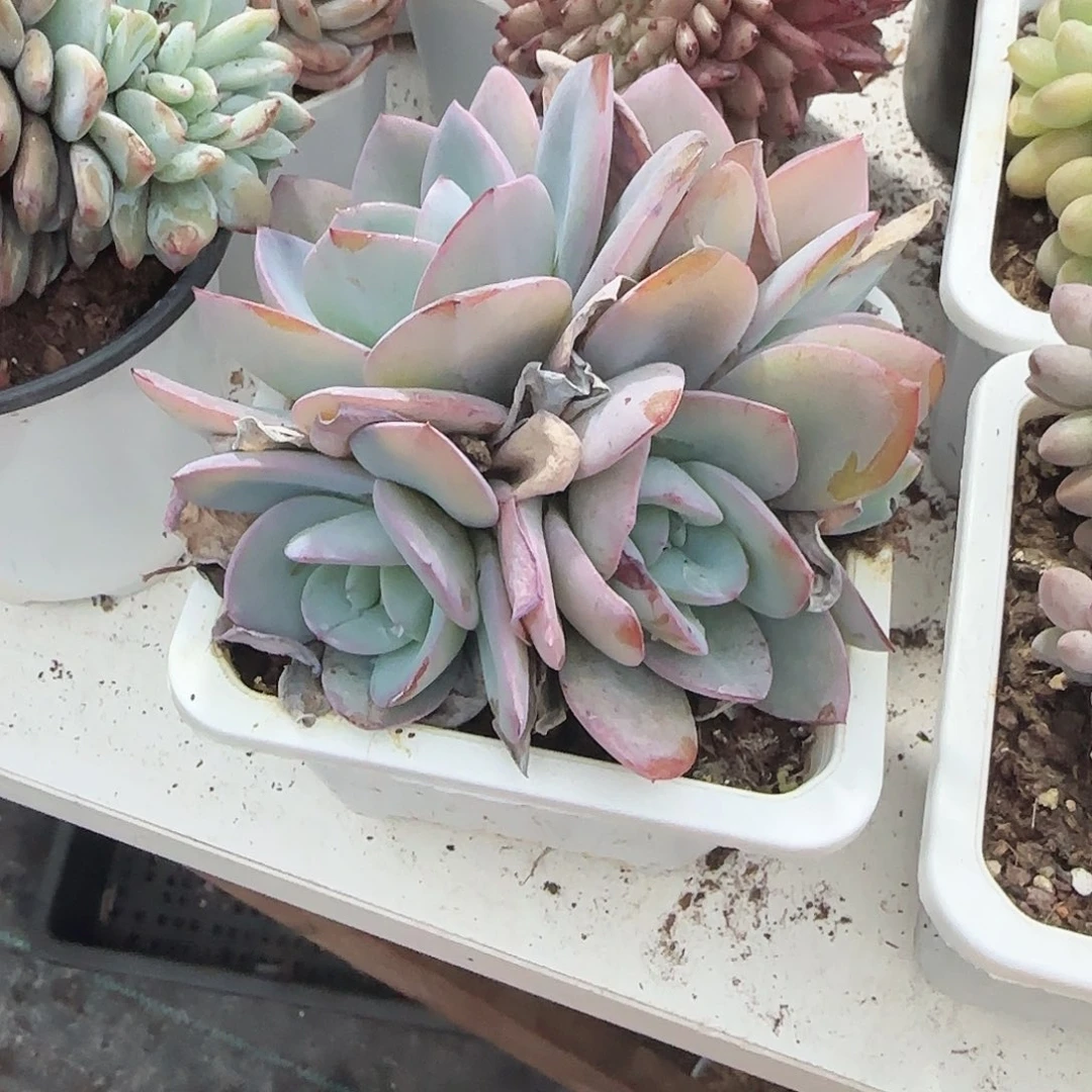 青蛙王子儿童牙膏套装11