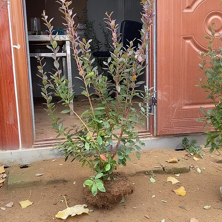 完全开放蓝莓带我走了两