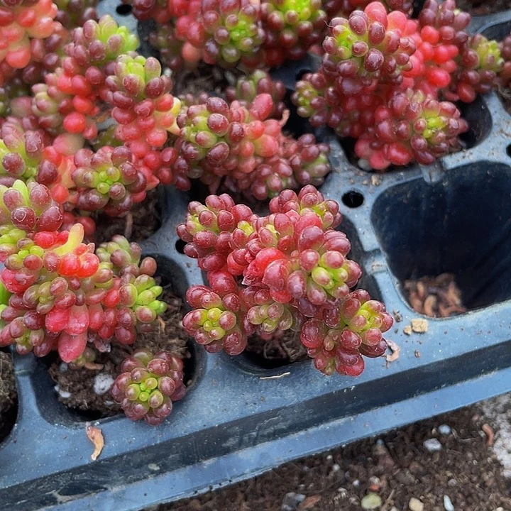 小浆果1元带土发