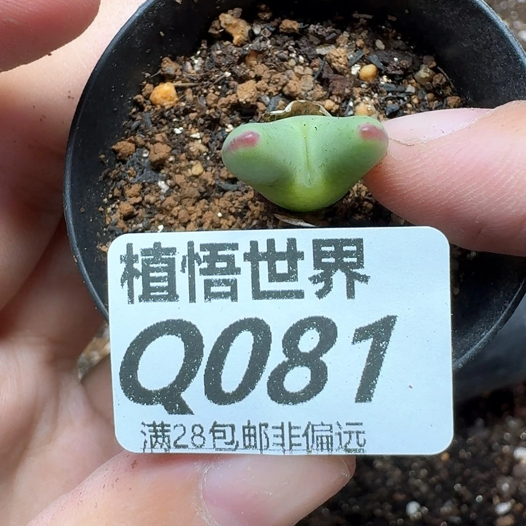 多肉植物的润泽发发gh