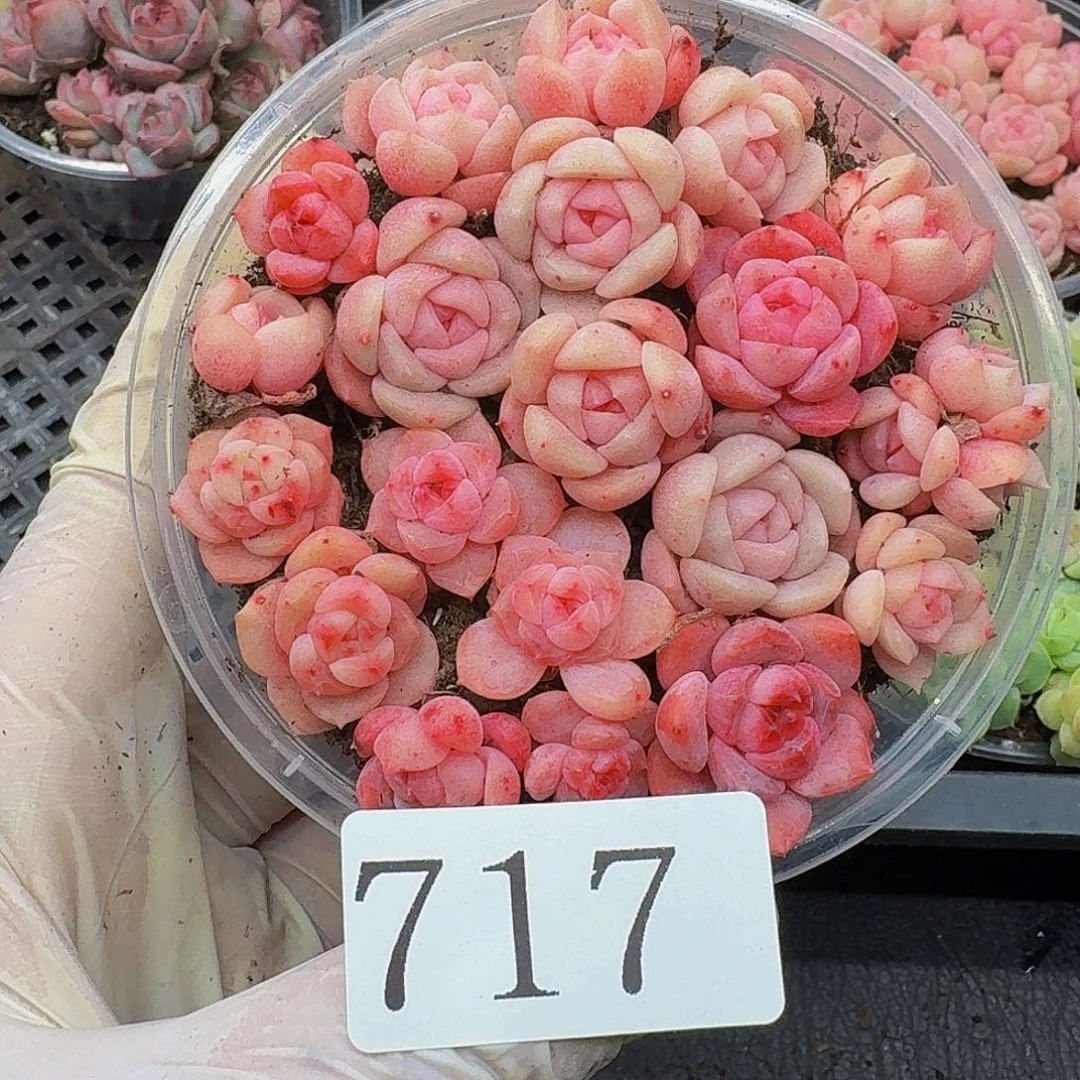 多肉植物多肉植物717