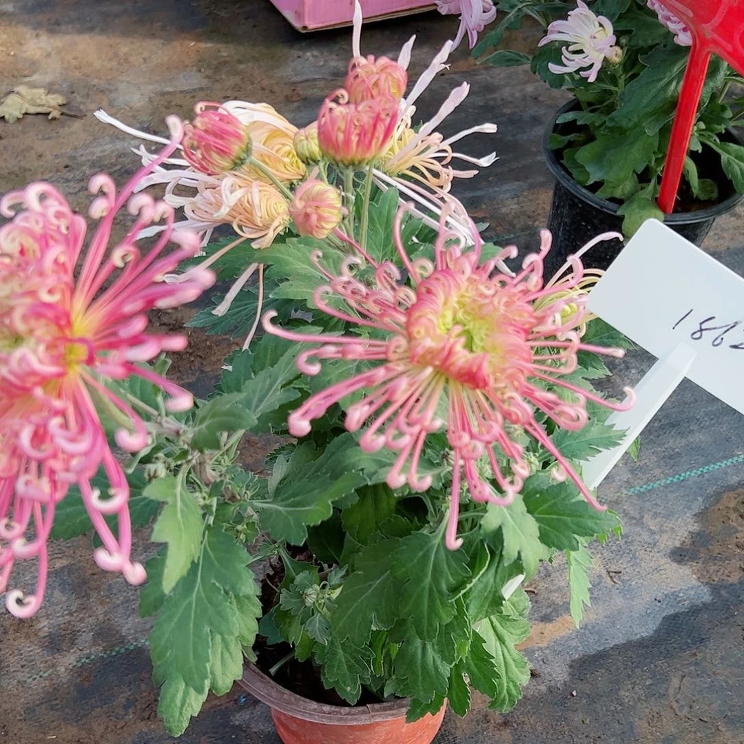 完全开放双色品1862