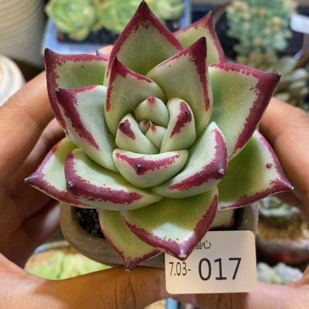 703017多肉多肉多肉