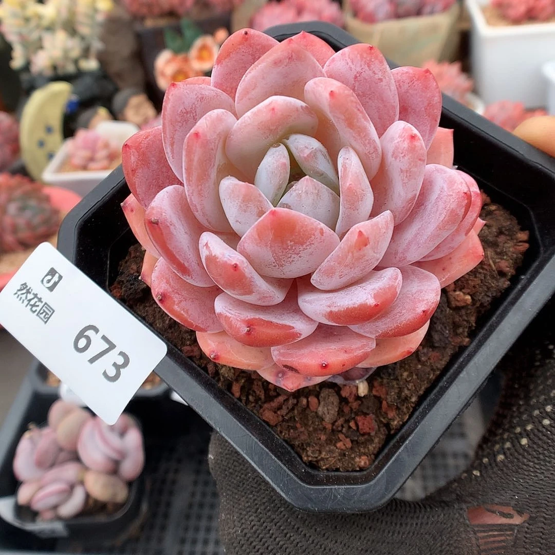 673雪天使多肉植物366