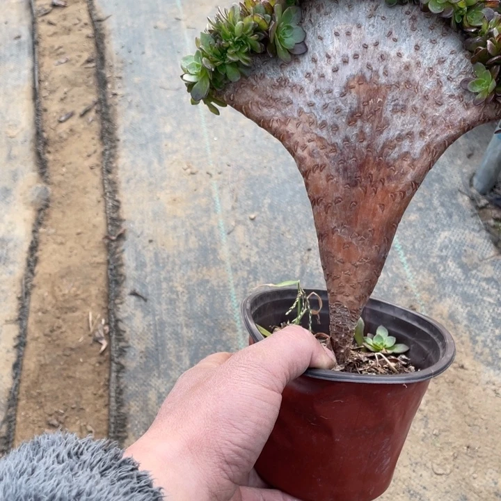 4万圣节缀多肉植物多肉