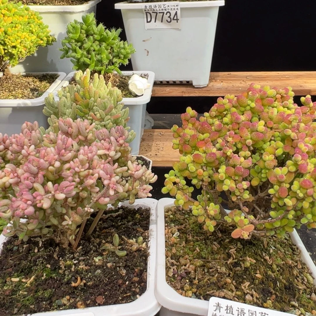 嘻***^D7832红宝石锦。D7851金桔