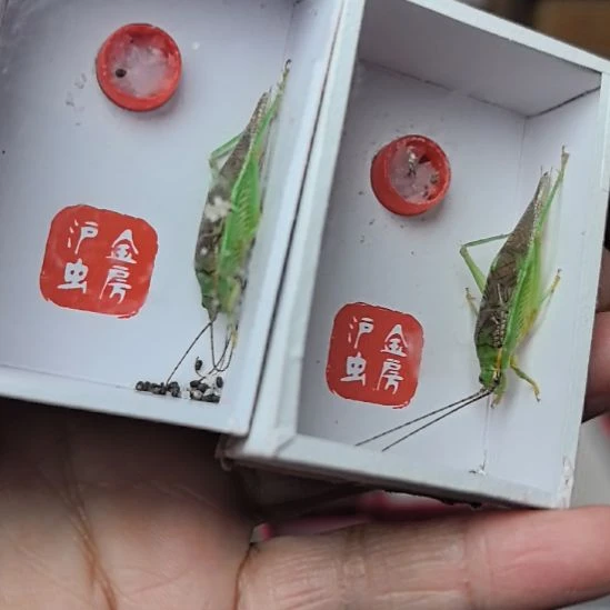 蟋蟀霍氏长须三个漂亮