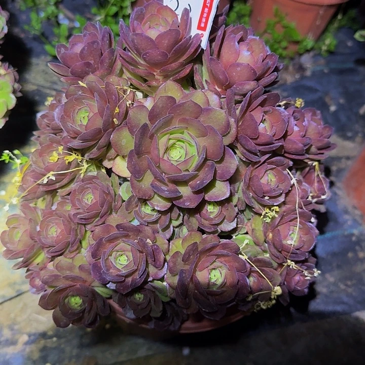 精品红魔老桩亏本福利23