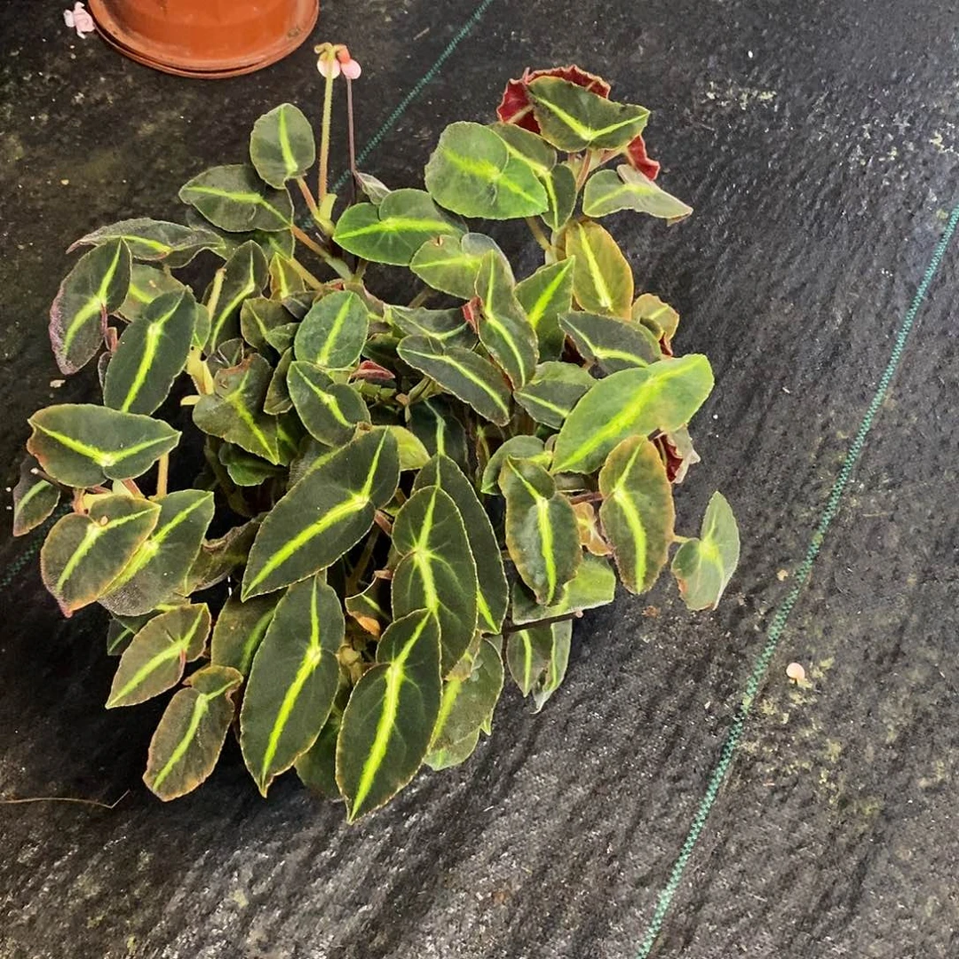 当前无花栽培后可以开花放***空秋海棠393