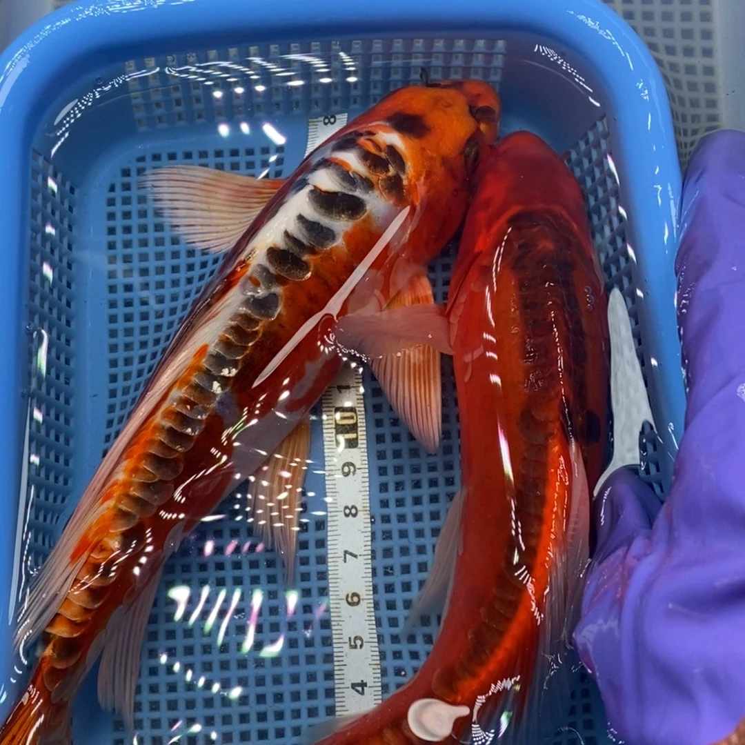 锦鲤冷水锦鲤包邮