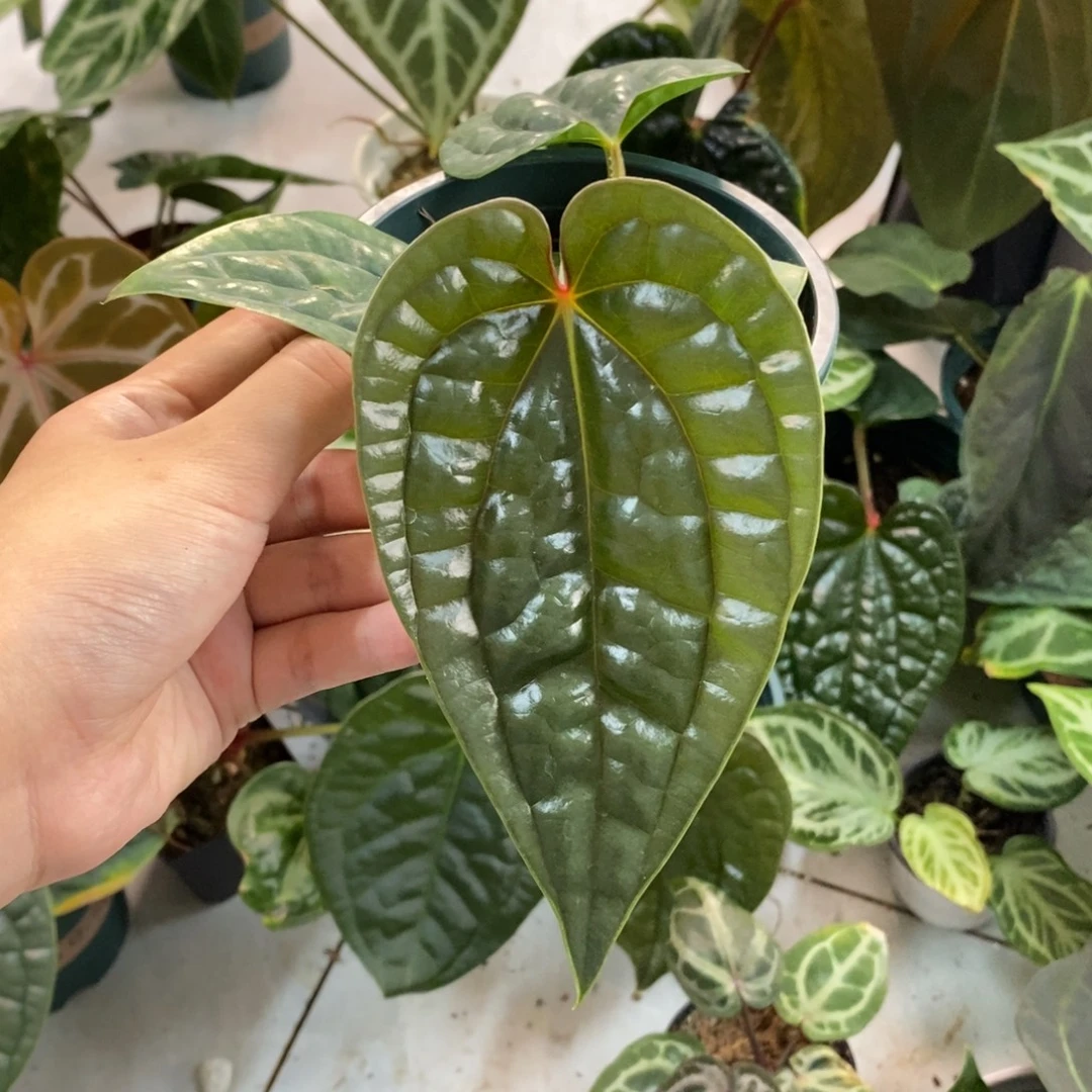 不开花植物黑奢籽播
