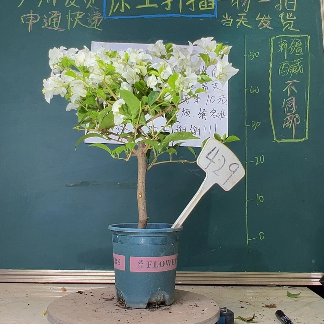 当前无花栽培后可以开花白雪公主 426
