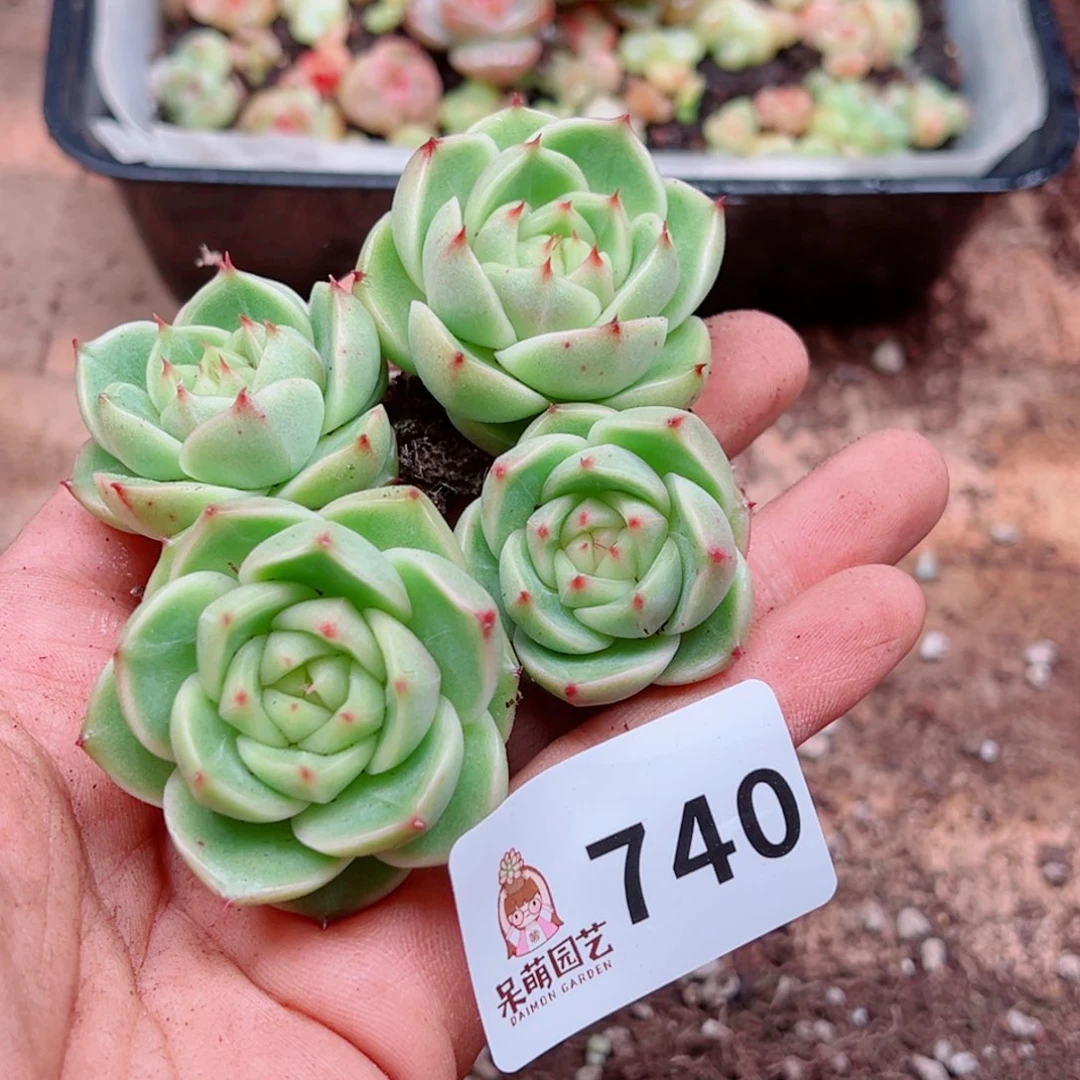 多肉植物多肉植物