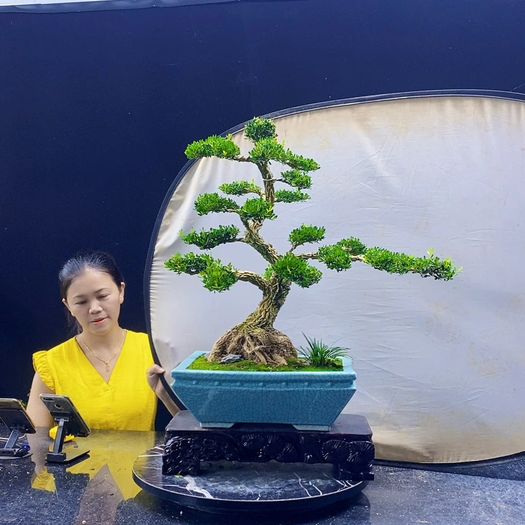 无花朵黄杨盆景造型
