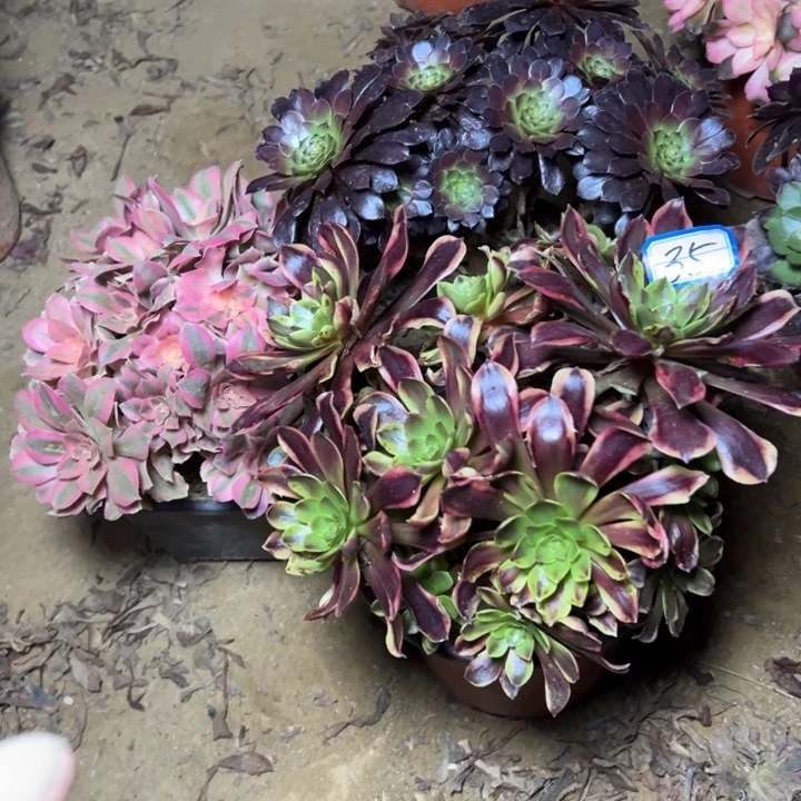 明***华多肉植物断枝不包35