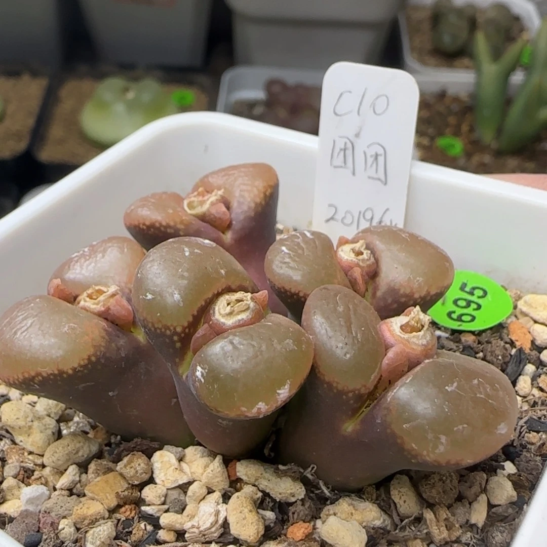 c10白花团团种源大群生695