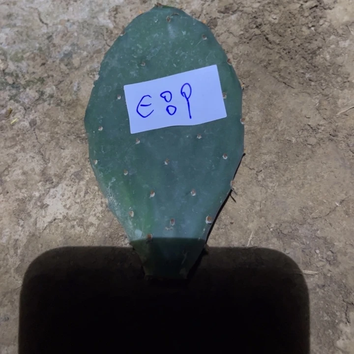 *****E89仙人掌叶片一个5