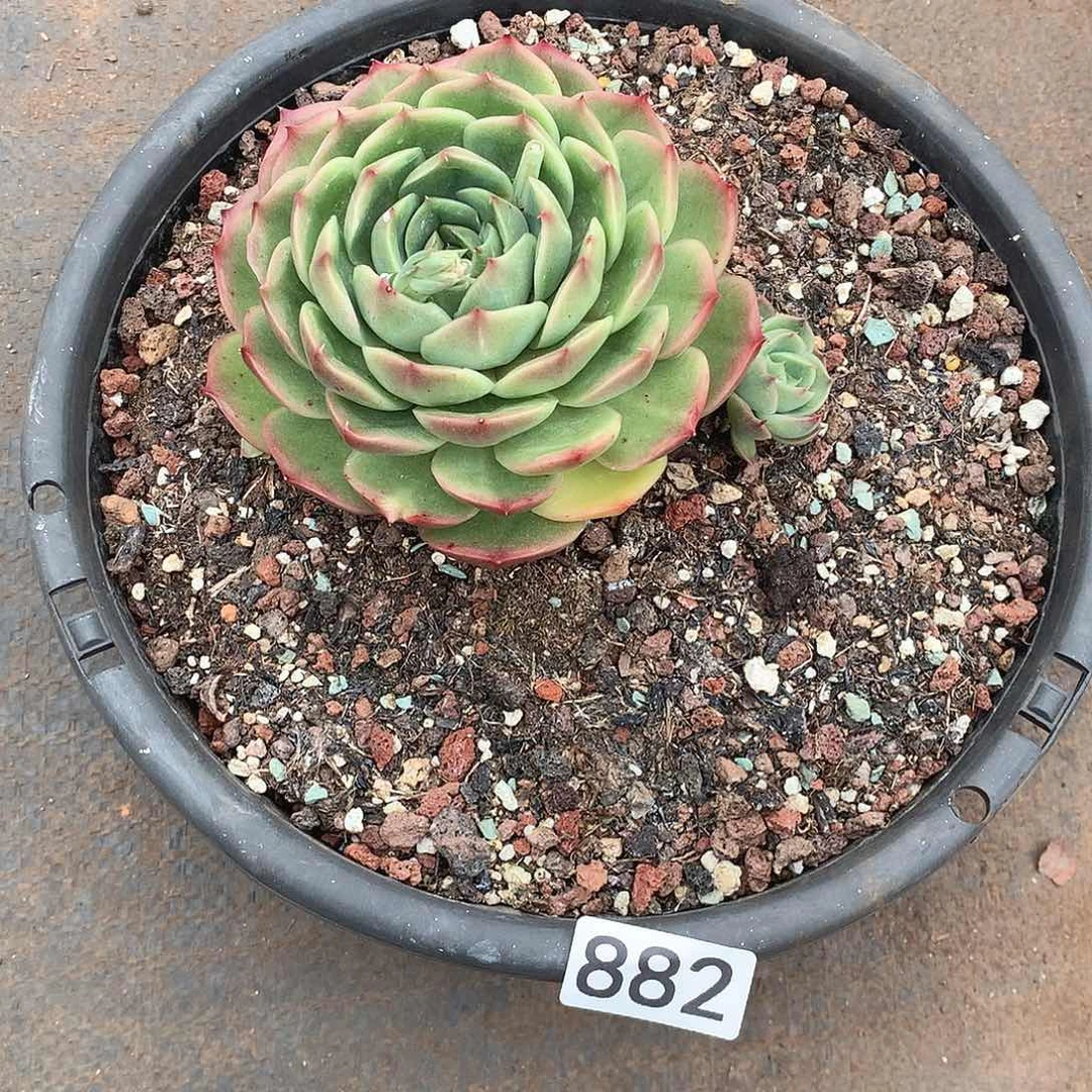 882 一物一拍多肉