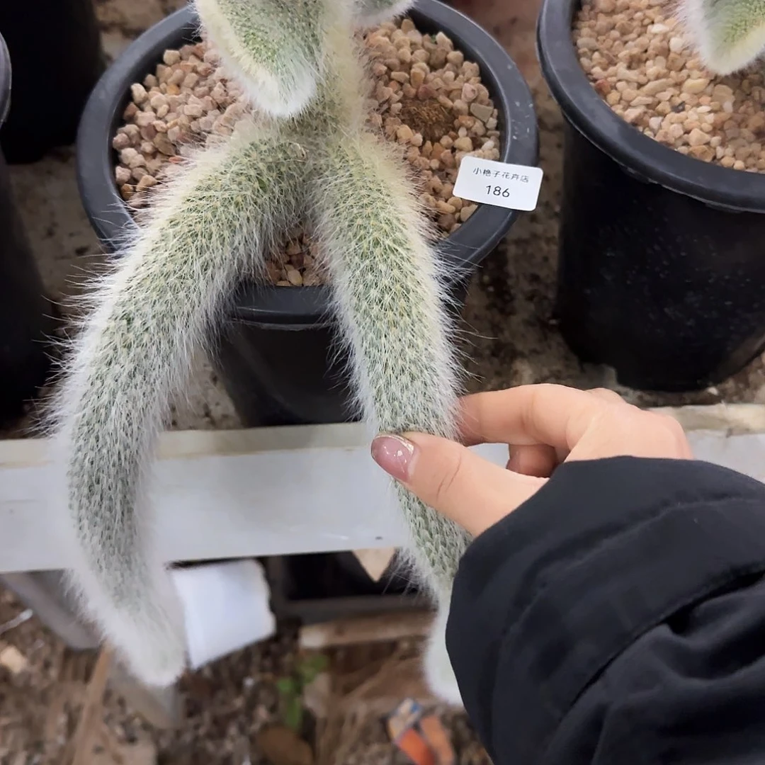 江**辉186九尾狐缀化多肉植物