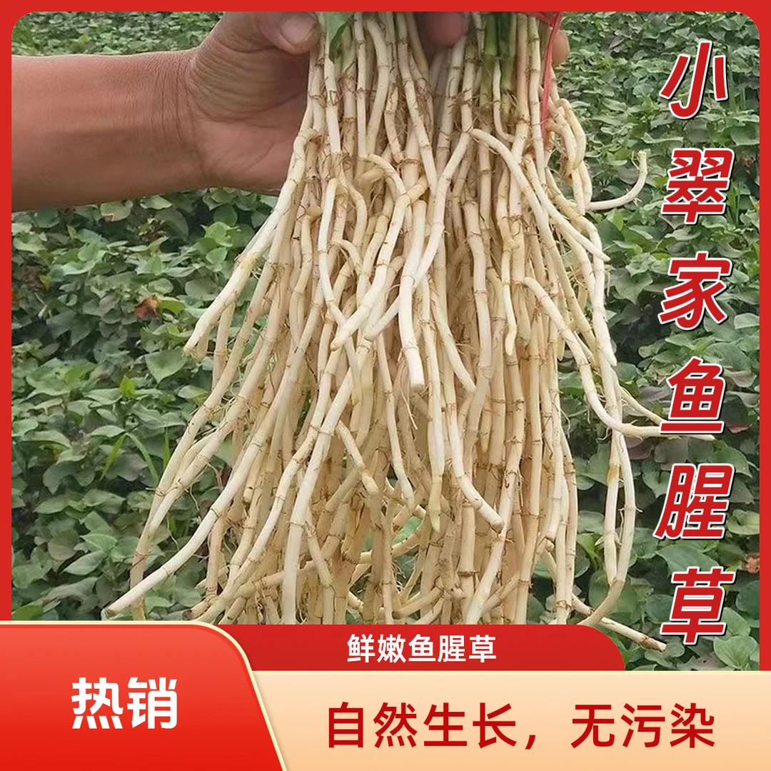 【今年新根】现挖洗净鱼腥草折耳根新鲜嫩根正宗节儿根湖北特产蔬菜
