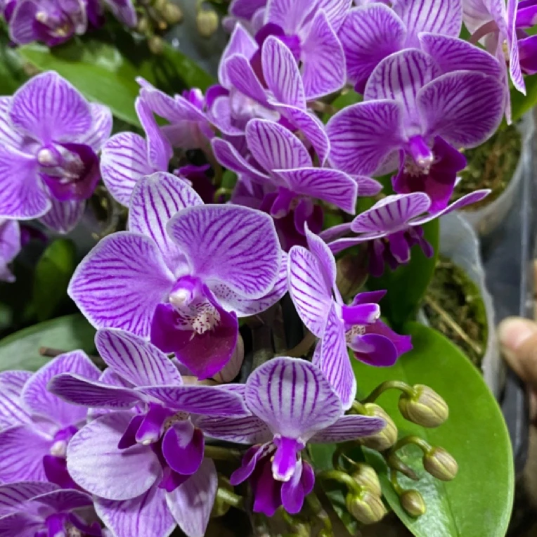 矮美人鱼小盆蝴蝶兰，下单拍保温