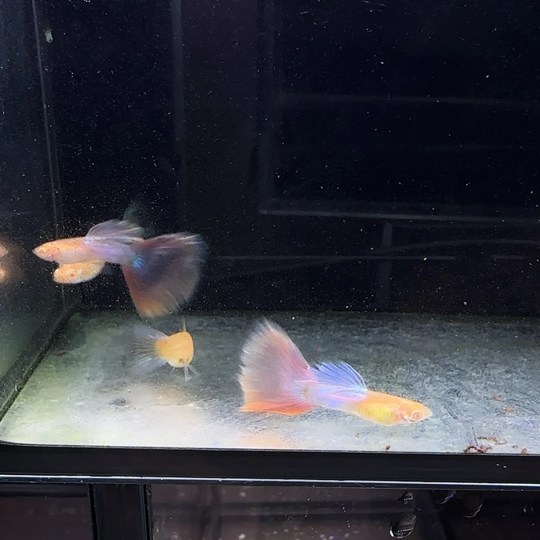 孔雀鱼天使彩虹两对
