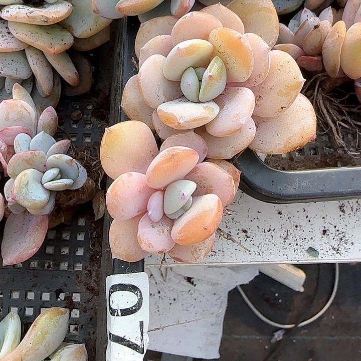 《**》青蛙王子儿童牙膏111